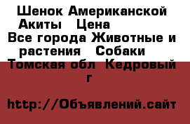 Шенок Американской Акиты › Цена ­ 35 000 - Все города Животные и растения » Собаки   . Томская обл.,Кедровый г.